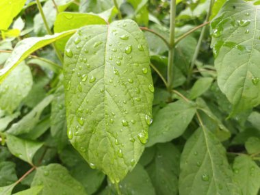 Doğa arka planı, yeşil yapraklar görünümü 