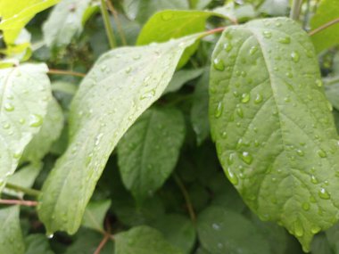 Doğa arka planı, yeşil yapraklar görünümü 