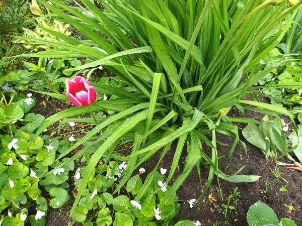 Doğa arka planı, yeşil yapraklar görünümü 