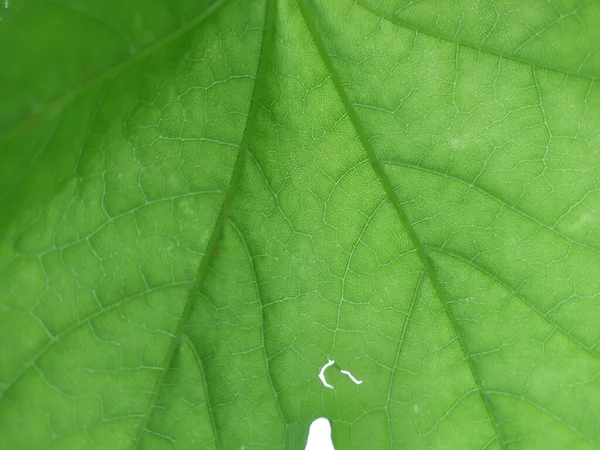 Natuur Achtergrond Groene Bladeren Bekijken — Stockfoto