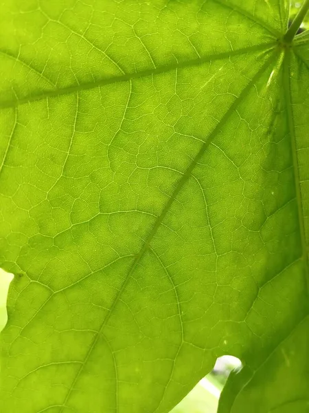 Nature Background Green Leaves View — Stock Photo, Image