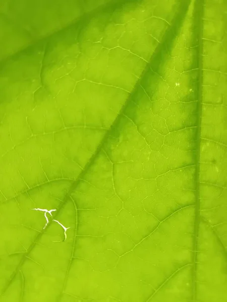 Fond Nature Vue Sur Les Feuilles Vertes — Photo