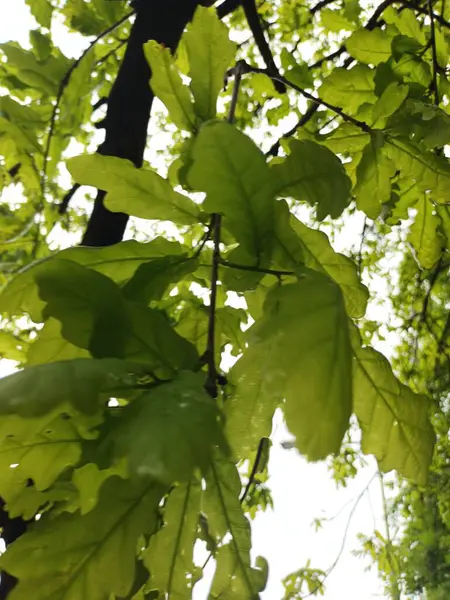 Fond Nature Vue Sur Les Feuilles Vertes — Photo