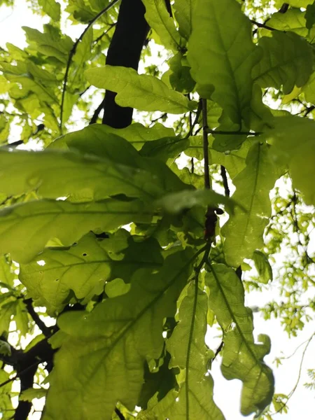 Natuur Achtergrond Groene Bladeren Bekijken — Stockfoto