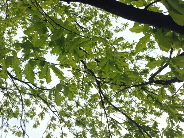 Natuur Achtergrond Groene Bladeren Bekijken — Stockfoto