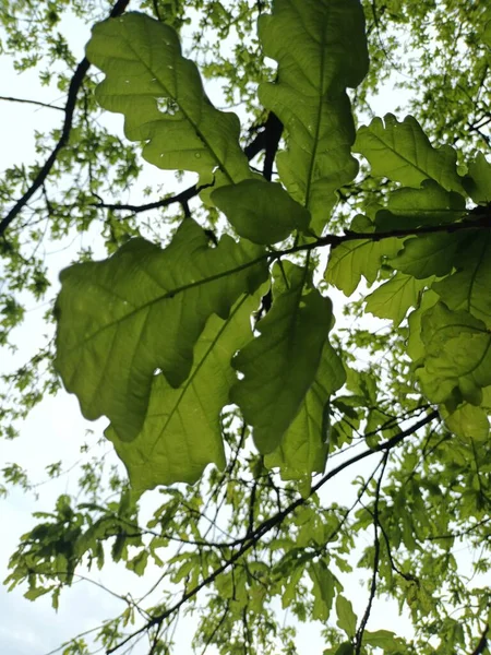 Fond Nature Vue Sur Les Feuilles Vertes — Photo