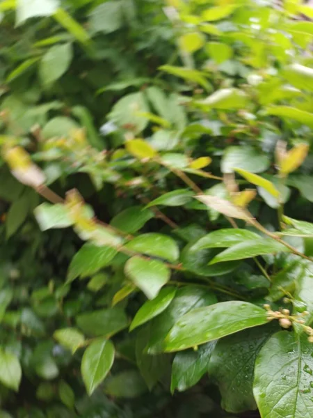 Природний Фон Вид Зелене Листя — стокове фото