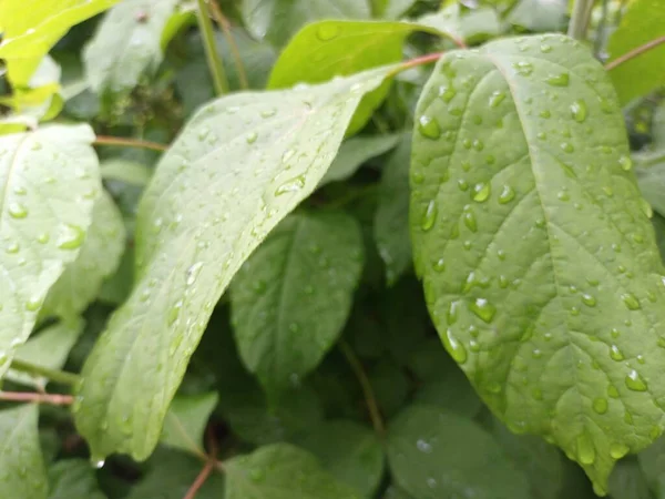 Doğa arka planı, yeşil yapraklar görünümü 