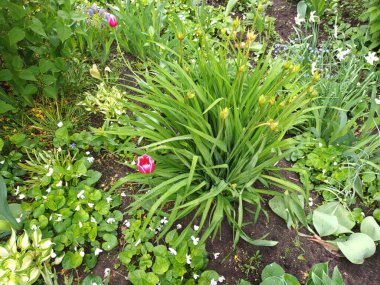 Doğa arka planı, yeşil yapraklar görünümü 