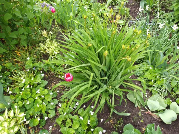 Doğa arka planı, yeşil yapraklar görünümü 