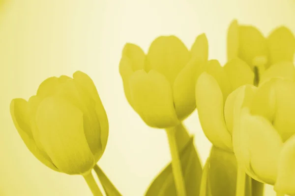 Крупним Планом Червоні Помаранчеві Тюльпани Цвітіння — стокове фото