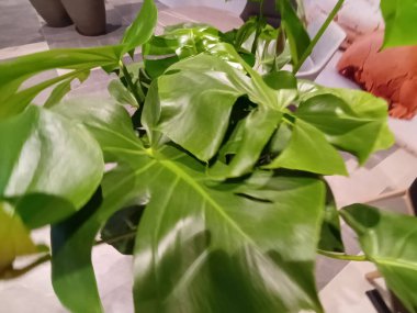 yeşil yapraklar yakın görünüm 