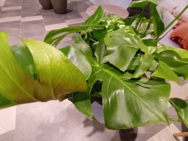 yeşil yapraklar yakın görünüm 