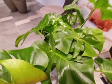 yeşil yapraklar yakın görünüm 