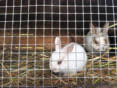 Tavşan manzarası kafese yakın. 