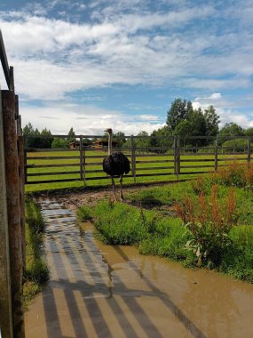 ostrich farm at sunny day 