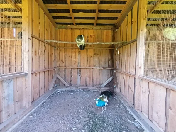 Peacocks Country Farm View — Fotografia de Stock