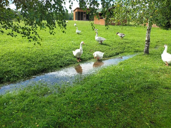 Patos Pequena Lagoa Dia Ensolarado — Fotografia de Stock