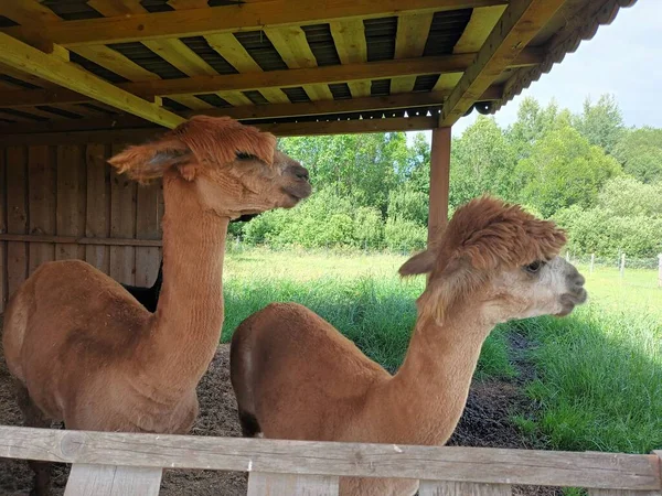 Closeup Shot Camels Farm — Stockfoto