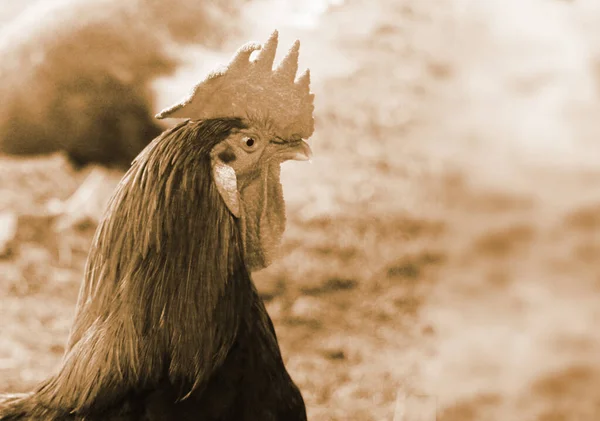 Colorful Rooster Fighting Cock Farm — Stock Photo, Image