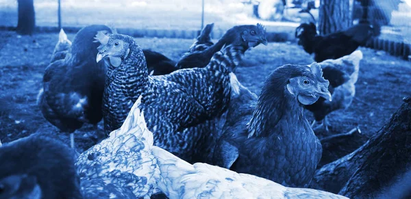 Kippen Een Vrije Uitloop Boerderij Deze Duivinnen Leggen Eerste Kwaliteit — Stockfoto