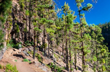 Sırt çantasıyla ormanda yürüyüş yapan genç bir kadın yürüyüşçü. Doğada sırt çantasıyla gezen bir kadın. İspanya 'nın Kanarya Adaları' ndaki Gran Kanarya 'nın volkanik dağlarında gezinti. Aktif yaz tatili.