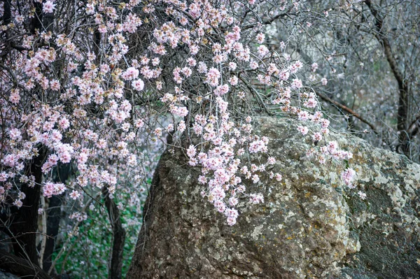 Almond Tree Bloom Скелями Горами Травою Задньому Плані Весняних Горах — стокове фото