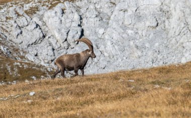 Dağlık güneşli havada Alp dağ keçisi (Capra dağ keçisi). Ibexler ya da Ibicler yerde besleniyorlar. Dağ sırasındaki sonbahar titreşimleri Hochschwab, Styria, Avusturya Alpleri, Avusturya, Avrupa.