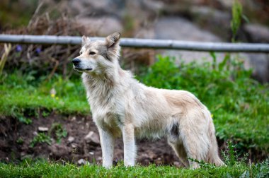 Yurdun önündeki büyük beyaz bekçi köpeği. Bekçi köpeği bakıyor. Karakol vadisi, Issyk-kul bölgesi, Ala-kul Gölü Terskey Alatau dağ sırası, Kırgızistan, Orta Asya.