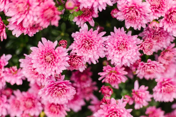Small Pink Chrysanthemums Daisies Grow Flowerbed Fluffy Bush Autumn Beautiful — Stock Photo, Image