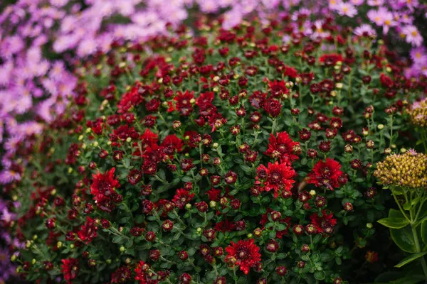 Sträucher Mit Gartenblumen Wachsen Einem Beet Mit Einem Flauschigen Strauch — Stockfoto