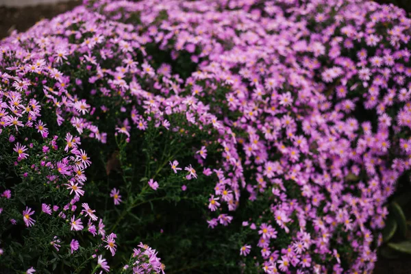 Eine Leuchtend Violette Blume Auf Einem Beet Rosenblätter Eine Nahaufnahme — Stockfoto