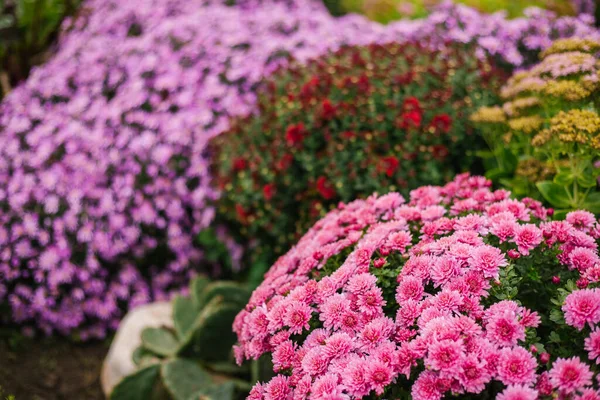 Sträucher Mit Gartenblumen Wachsen Einem Beet Mit Einem Flauschigen Strauch — Stockfoto