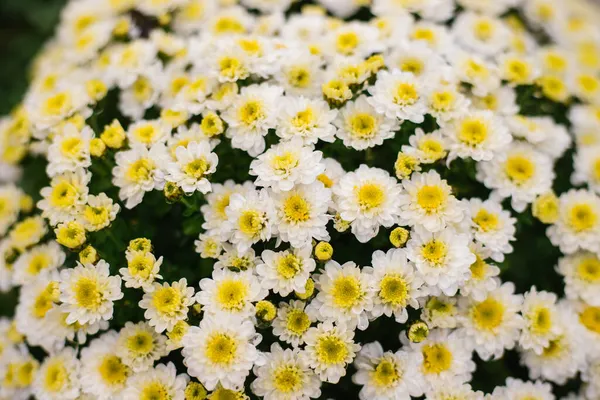 Pequenos Crisântemos Brancos Margaridas Crescem Canteiro Flores Como Arbusto Fofo — Fotografia de Stock
