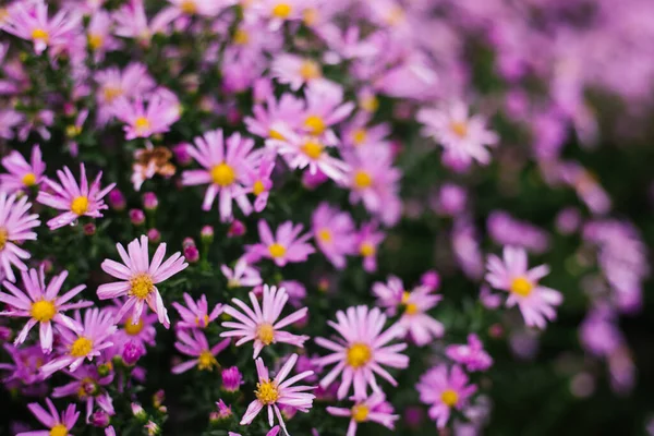 Eine Leuchtend Violette Blume Auf Einem Beet Rosenblätter Eine Nahaufnahme — Stockfoto