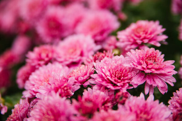 Small pink chrysanthemums or daisies grow in a flowerbed as a fluffy bush. Autumn beautiful background. Natural texture.