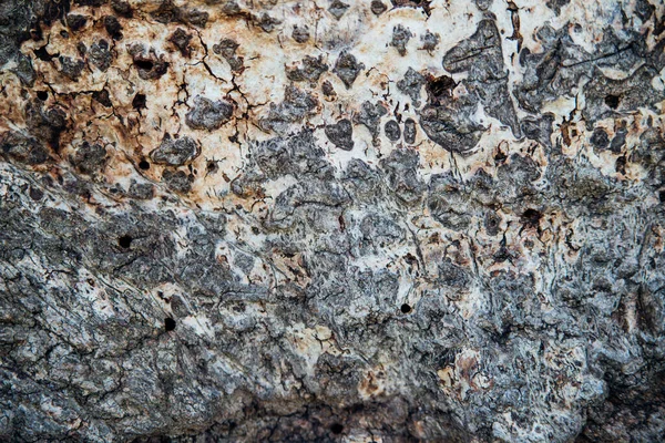 나무껍질을 클로즈업하는 울퉁불퉁 표면의 자연적 — 스톡 사진