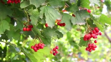 Bir dal üzerinde viburnum meyveleri asılı. Bir dal ve yapraklar rüzgarda sallanıyor. Sonbahar böğürtlen hasadı.