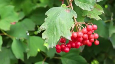 Bir dal üzerinde viburnum meyveleri asılı. Bir dal ve yapraklar rüzgarda sallanıyor. Sonbahar böğürtlen hasadı.