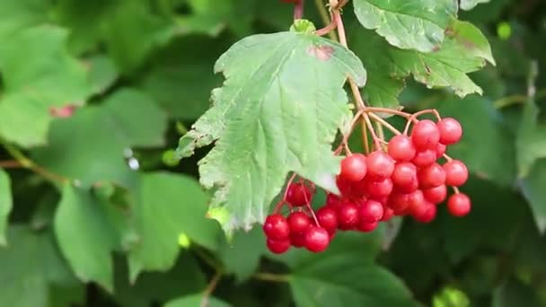 Egy Rakás Viburnum Bogyó Lóg Ágon Egy Levelek Lengenek Szélben — Stock videók