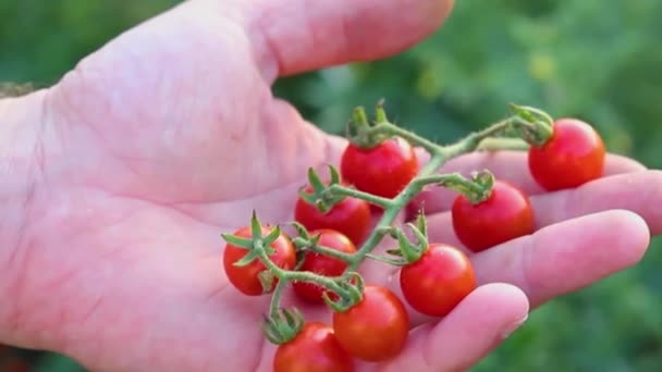 Raminho Tomate Cereja Mão Homem Tem Vegetais Agricultura Horticultura — Vídeo de Stock