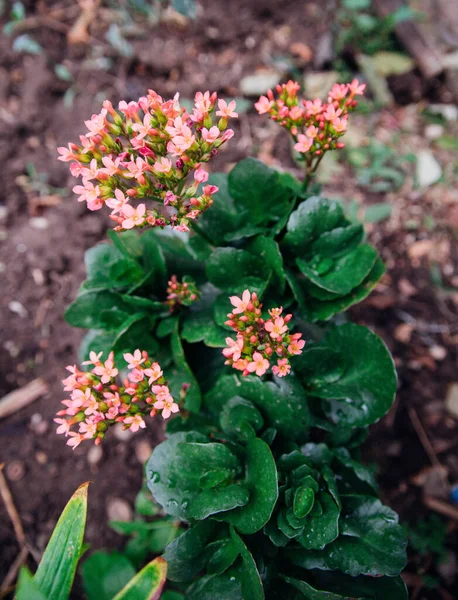 Juicy Green Kalanchoe Bush Houseplant Has Small Pink Flowers Gardening — Stock Photo, Image