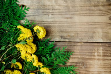 Sarı çiçekler ve eski kahverengi ahşap arka planda eşkıyanın yeşil dalları. Küçük kasımpatılar. Metin için boş boşluk.