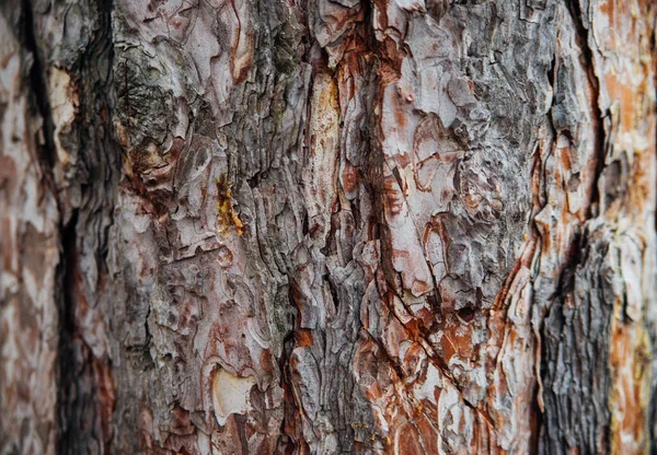 Texture Tree Bark Tree Park Close Relief Texture Background Forest — Stock Photo, Image