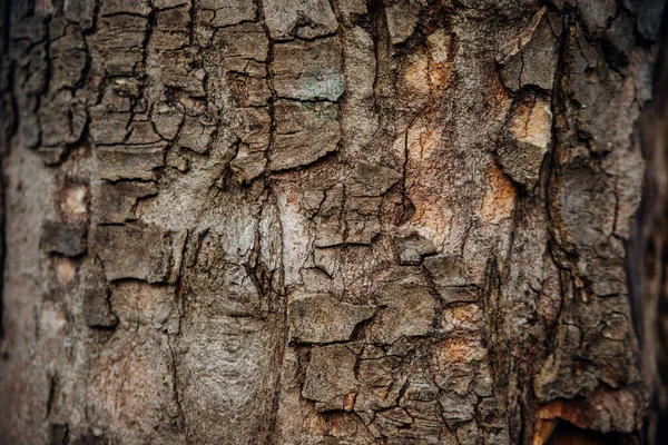 Textuur Van Boomschors Boom Het Park Close Relief Textuur Achtergrond — Stockfoto