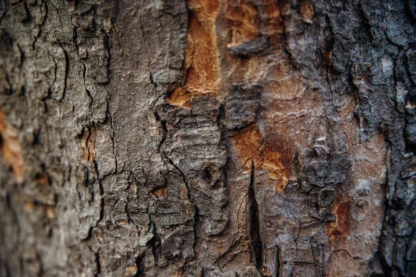 Textuur Van Boomschors Boom Het Park Close Relief Textuur Achtergrond — Stockfoto