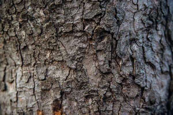 Texture Tree Bark Tree Park Close Relief Texture Background Forest — Stock Photo, Image