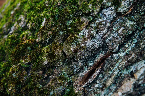 Green Moss Grows Bark Tree Tree Park Close Relief Texture — Stock Photo, Image