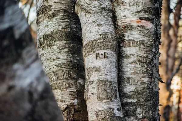 Wyryte Litery Krze Drzewa Romantyczny Sygnatur Relief Tekstury Tła Las — Zdjęcie stockowe