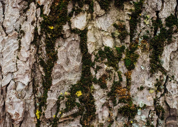 Фактура Коры Дерева Дерево Парке Крупным Планом Рельеф Текстуры Фона — стоковое фото